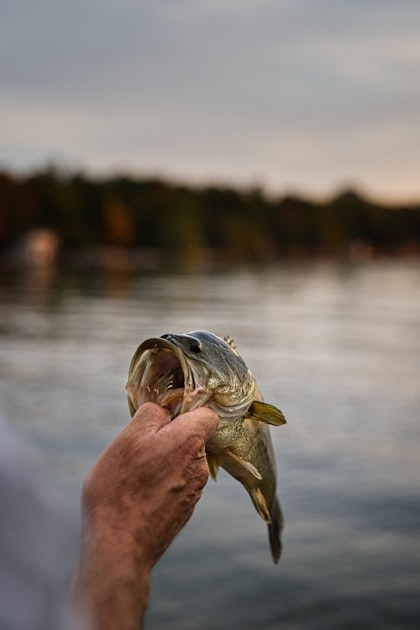 Booking Your Fishing Charter Made Easy